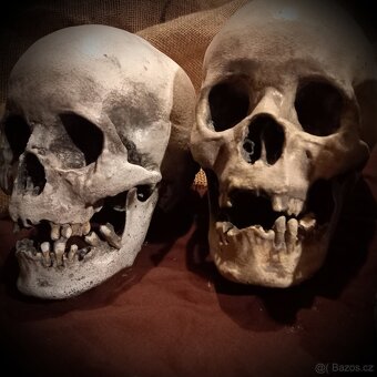 Lidská lebka se spodní čelistí volně - 2