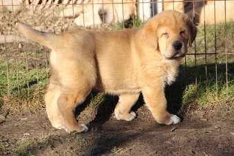 Španělský mastin s PP - pejsci - 2