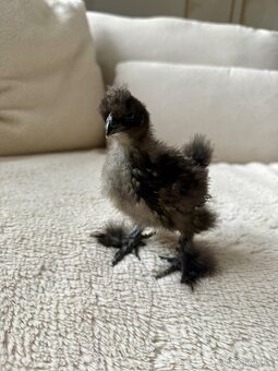 Hedvábnička USA - kuřátka - 2