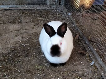 Kalifornský kralik - 2