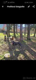 Daruji psa Bandog - 2