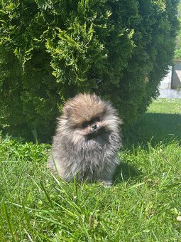 Pomeranian s PP, chovatelská stanica Nucháčik poms - 2