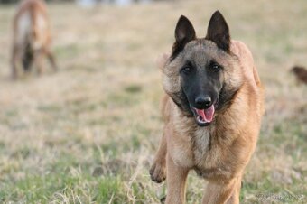 Belgický ovčák malinois s pp - 2