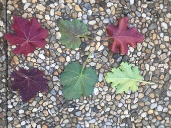 Barevená Heuchera- dlužicha- 6 druhů - 2