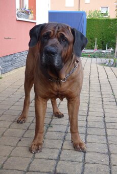Tosa inu - štěňátka s PP - 2