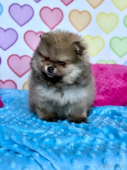 Pomeranian s PP - 2