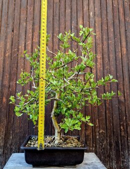 Bonsai, Bonsaj - Hloh 2 - 2