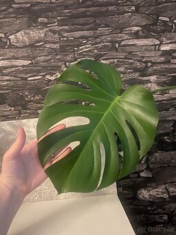 Monstera deliciosa - 2