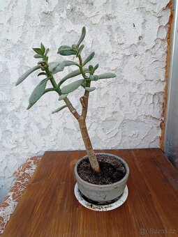 Tlustice vejčitá - 2