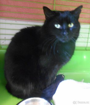 Černá, hodná, klidnější 2letá kočička Šmudlinka Micinka - 2
