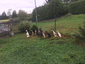 indičtí běžci - kachny a kačeři - 2