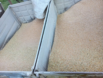 Prodej pšenice (zadina) - 450,-Kč/100 kg - Chomutovsko - 2