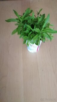 Hvozdík bradatý - semínka, rostliny - 2