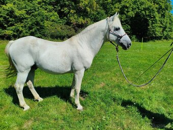 Prodám connemara hřebce - 2