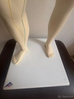 Figurína meridiánových drah (model muže) - 2