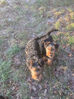 Nabídka štěňat - 2