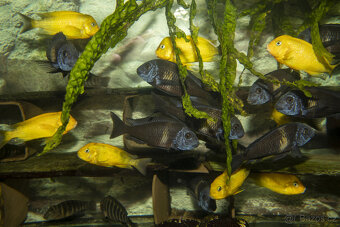 Tropheus duboisi Maswa - 2