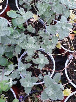 Nepeta fasseni-šanta kočičí - 2