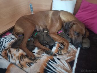 Rhodéský ridgeback - chlapečci k rezervaci 💙 - 2