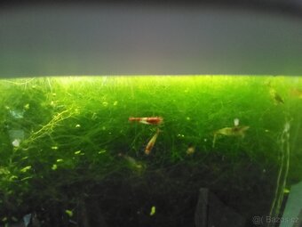 Neocaridina Davidi ( - 2