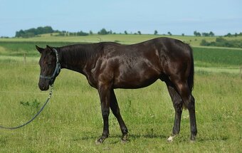 Nabízím valacha paint horse APH, - 2