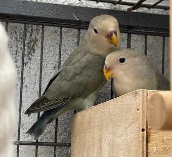 Agapornis Růžohrdlý - 2