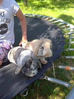 Zakrslý králíček 🐰 - 2