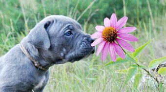 CANE CORSO - 2