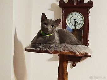 Ruská modrá s pp - 2