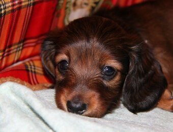 Jezevčík dlouhosrstý trpasličí - 2