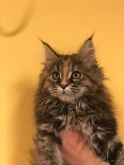 Mainská mývalí s PP - 2