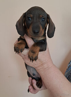 Štěňátka jezevčíka - 2