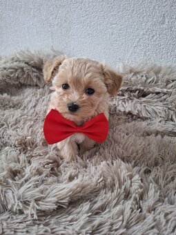 Maltipoo - 2