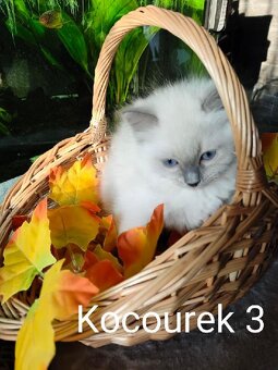 Ragdoll koťátka bez PP - 2