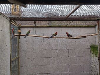 Prodám neofémy a penanty. - 2