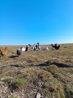 Indický běžec - 2