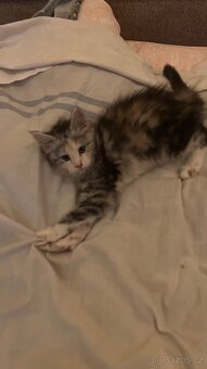 Mainská mývalí - 2