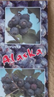 Borůvka ALASKA - 2