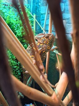 chameleon jemenský - 2