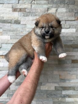 Akita Inu s PP - 2