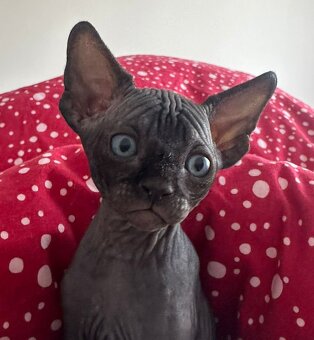 Kanadský sphynx - 2