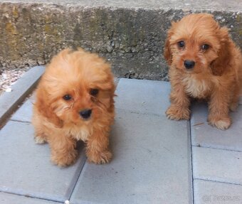 Cavapoo - 2