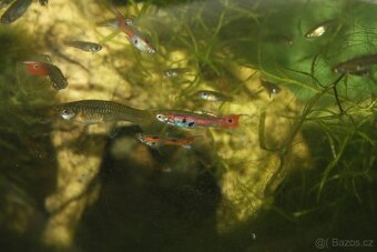 Prodám Poecilia shenops,gupky - 2