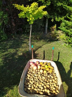 Vlašské ořechy loupané - 2