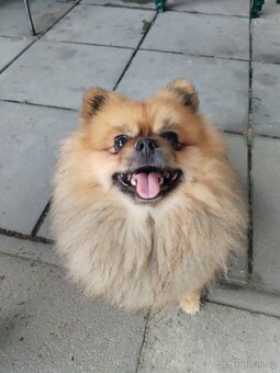 Nabízím ke krytí pomeranian - 2