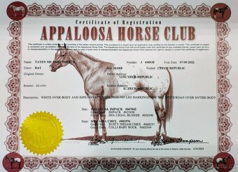 Mimořádná Appaloosa klisna 90%FPD - 2