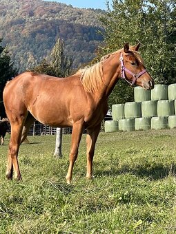 Paint horse - 2