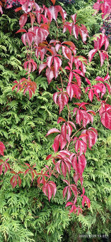 popínavá liána - PSÍ VÍNO (Přísavník pětilistý)viz text,fota - 2