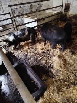 Vietnamska prasata - 2