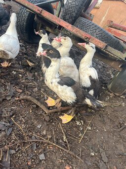 Kachna pižmová čínská - káčata - 2